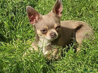 Chihuahua dogs KC Reg 3 Year old male chihuahua - Advert 1