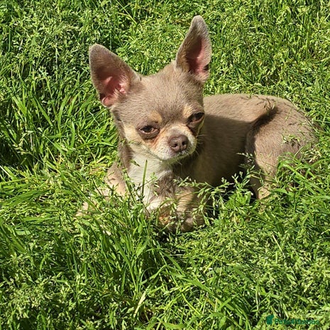 Chihuahua dogs KC Reg 3 Year old male chihuahua - Advert 1