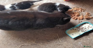 British Longhair cats - Advert 4