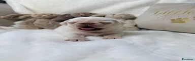Pug 5