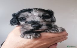 Cockapoo dogs for sale: 1st vac! Extensively health tested F1 cockerpoos   in Goole - Image 6