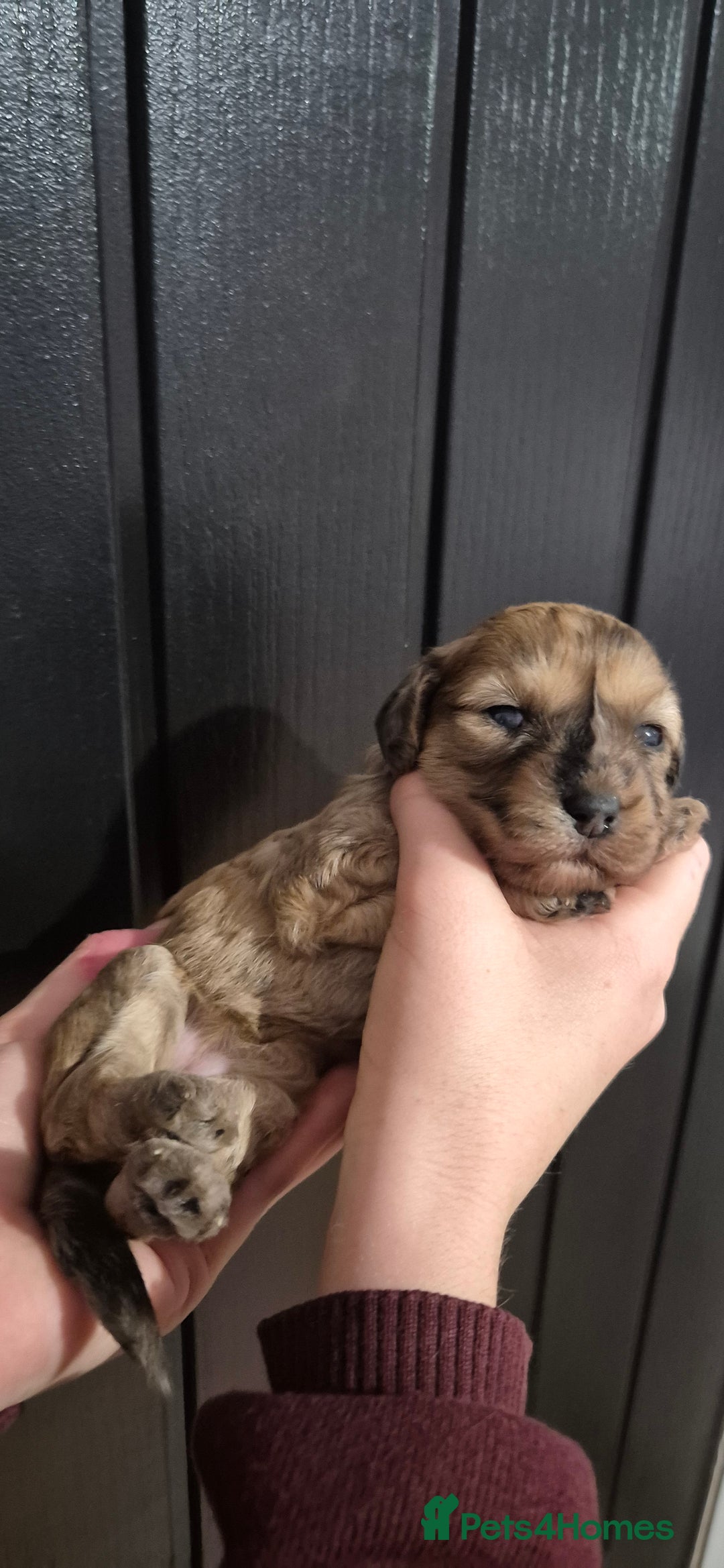 Mixed Breed dogs for sale: Gorgeous cavapoochon puppies - Advert 24