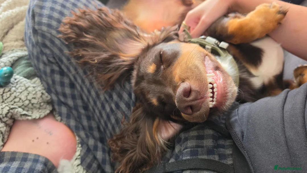 Cocker Spaniel dogs for sale: Lovely Working Cocker Spaniel Rocco - Advert 2