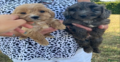 Cockapoo dogs - Advert 3