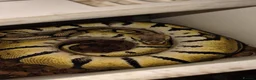 Python Snake reptiles for sale: Various Royal pythons & hatchling rack available  - Advert 10