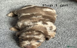 Dachshund dogs for sale: Miniature short haired Dapple dachshund puppies - Image 4