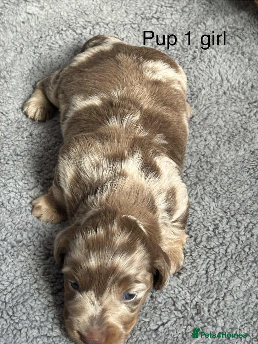 Dachshund dogs for sale: Miniature short haired Dapple dachshund puppies - Image 4