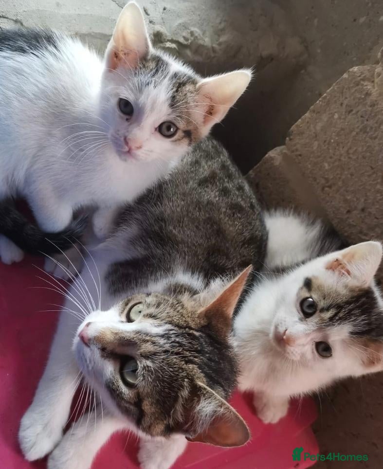 Domestic Shorthair cats Lovely Male Kittens Looking for a New Loving Home - Advert 4