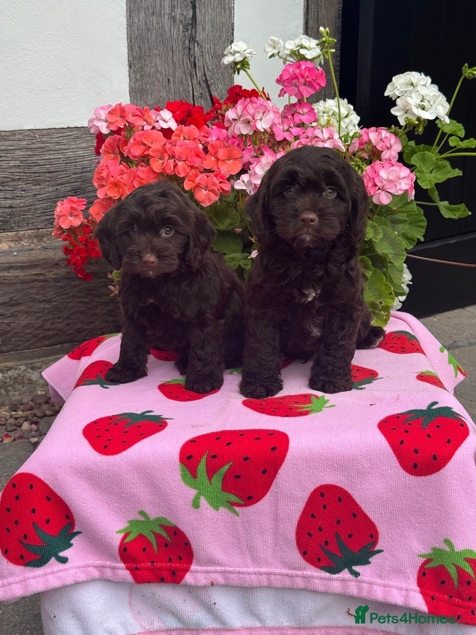 Cockapoo dogs 3 gorgeous dark chocolate f1 Cockerpoo puppies  - Advert 18