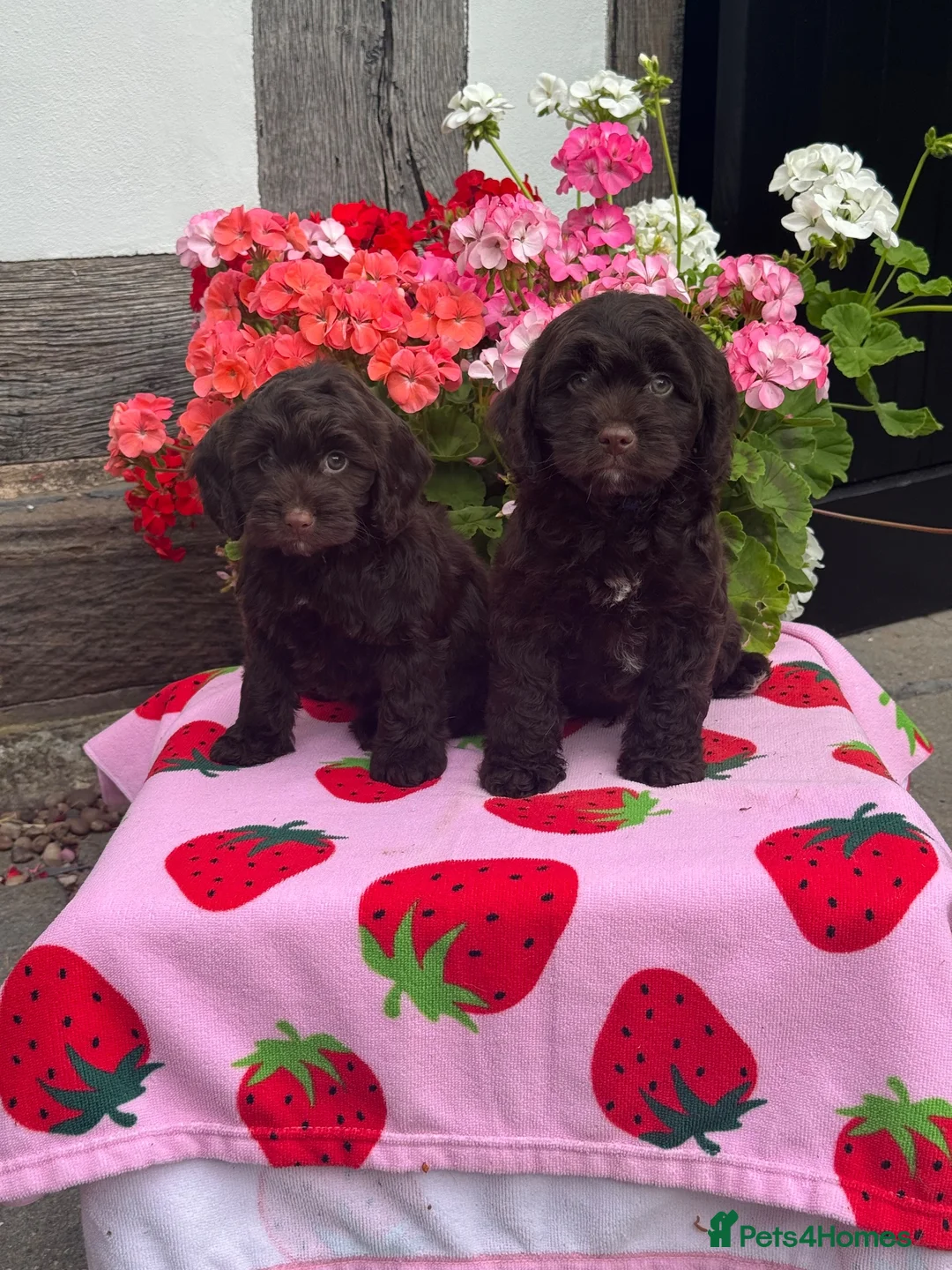 Cockapoo dogs for sale: 1 gorgeous dark chocolate  f1 Cockerpoo puppy  - Advert 1