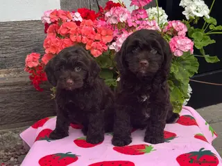 Cockapoo dogs 3 gorgeous dark chocolate f1 Cockerpoo puppies - Advert 1