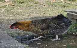 Chickens poultry for sale: 2x Rhode Rock Hens For Sale - Image 4