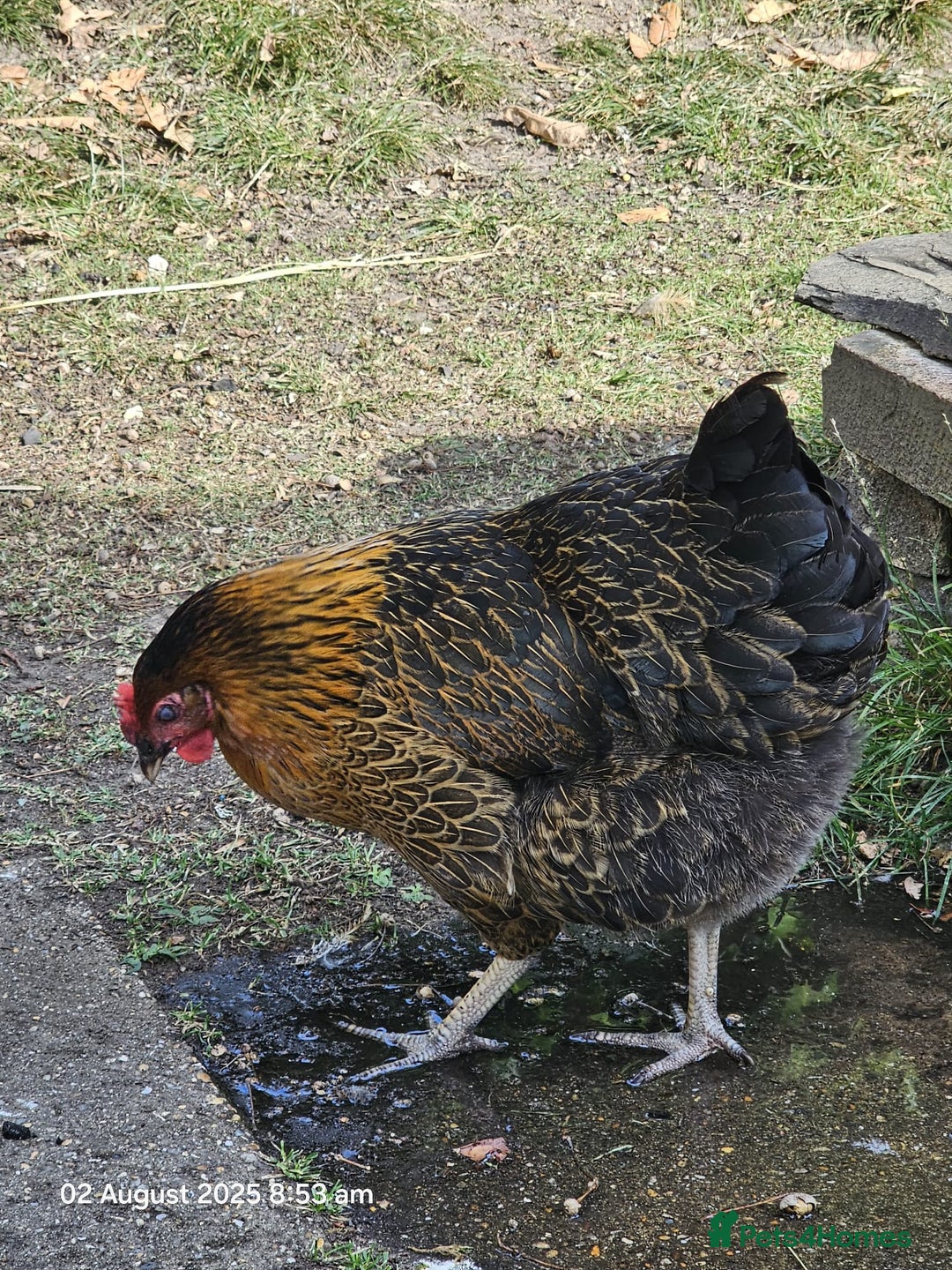 Chickens poultry for sale: 2x Rhode Rock Hens For Sale - Image 4