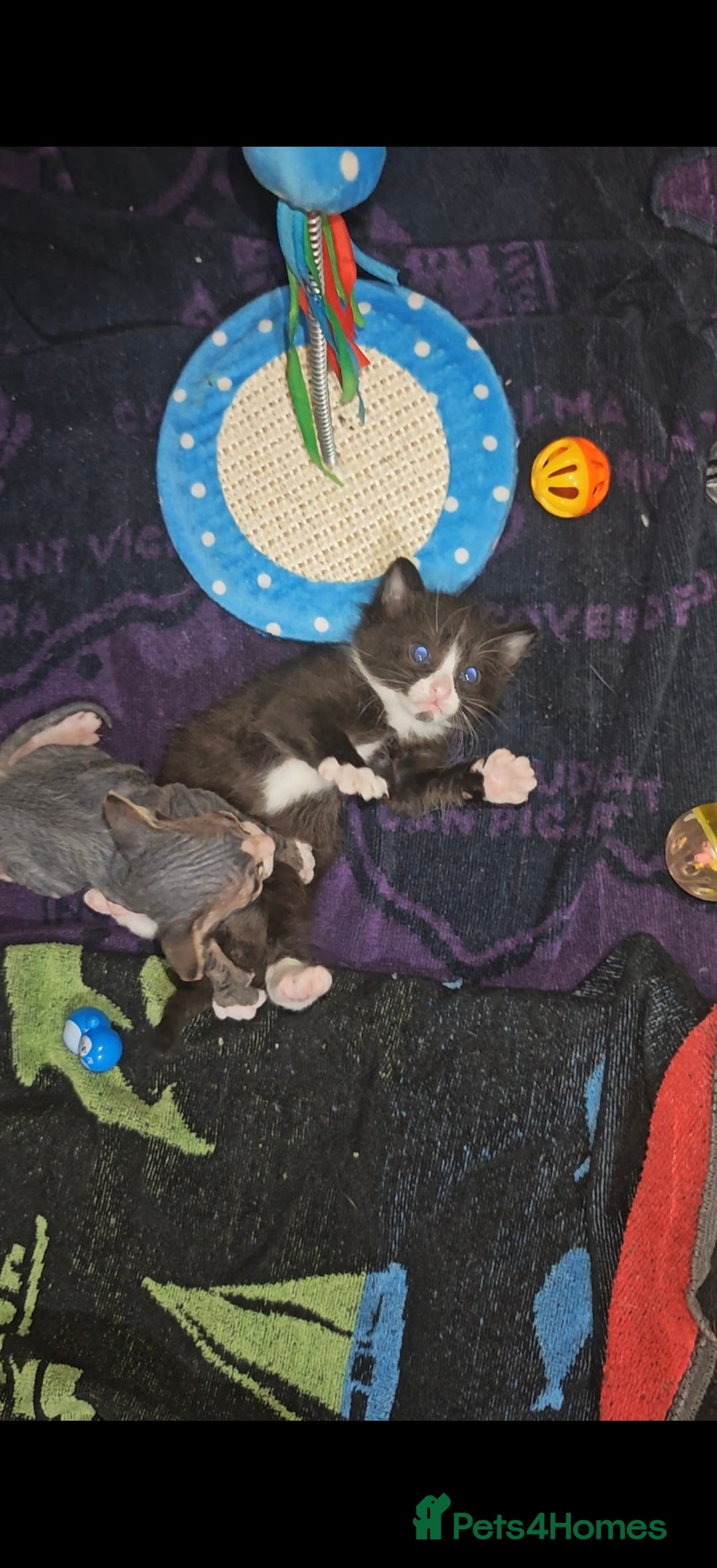 Mixed Breed cats for sale: Beautiful kittens  - Advert 8