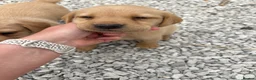 Labrador Retriever dogs for sale: 8 Labrador puppy’s for sale  - Advert 4