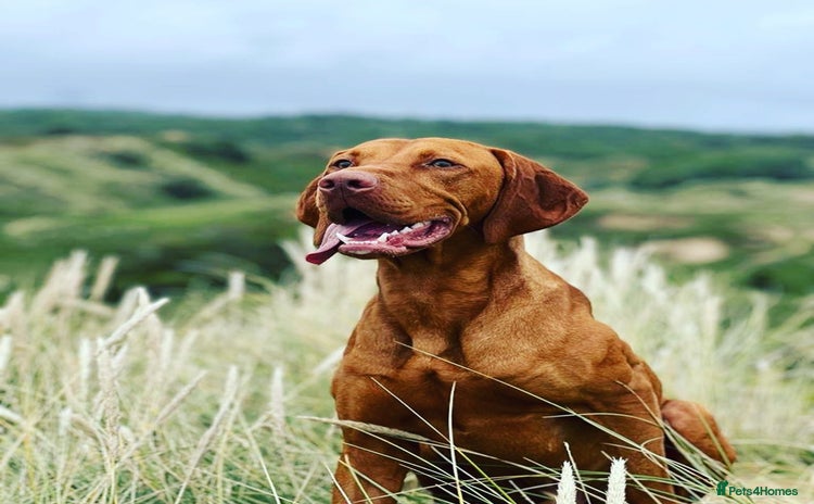 Hungarian Vizsla dogs - Advert 1