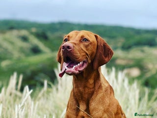 Hungarian Vizsla dogs - Advert 4