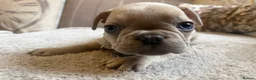 French Bulldog dogs for sale: French bulldog puppies - Advert 7