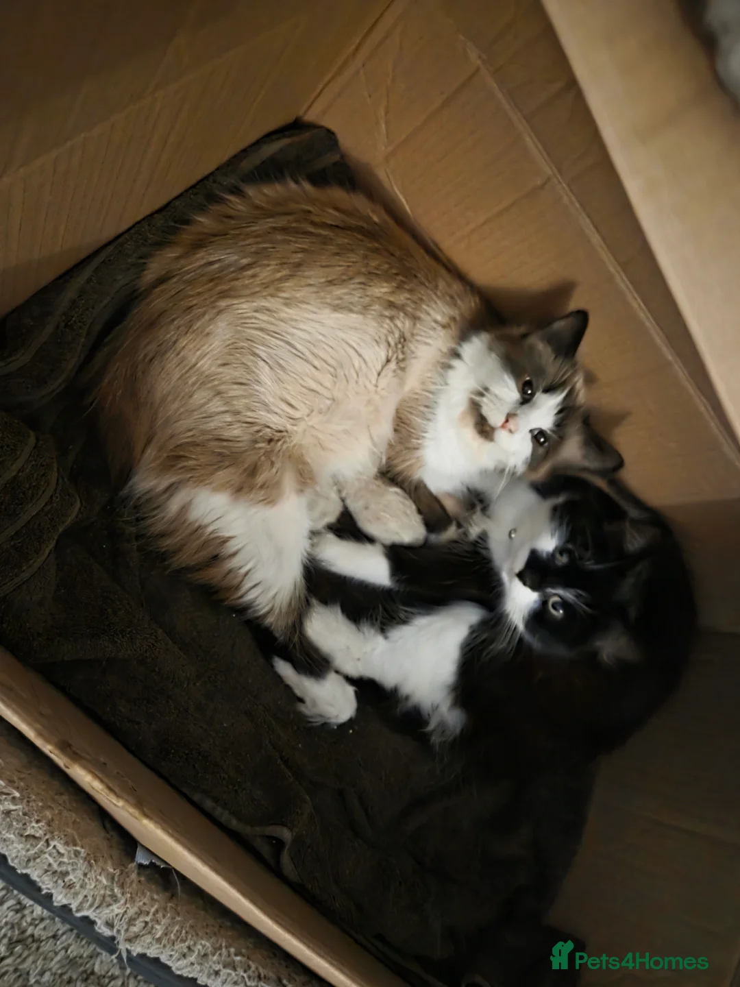 Ragdoll cats for sale: Pure Ragdoll kittens in Norwich - Advert 2