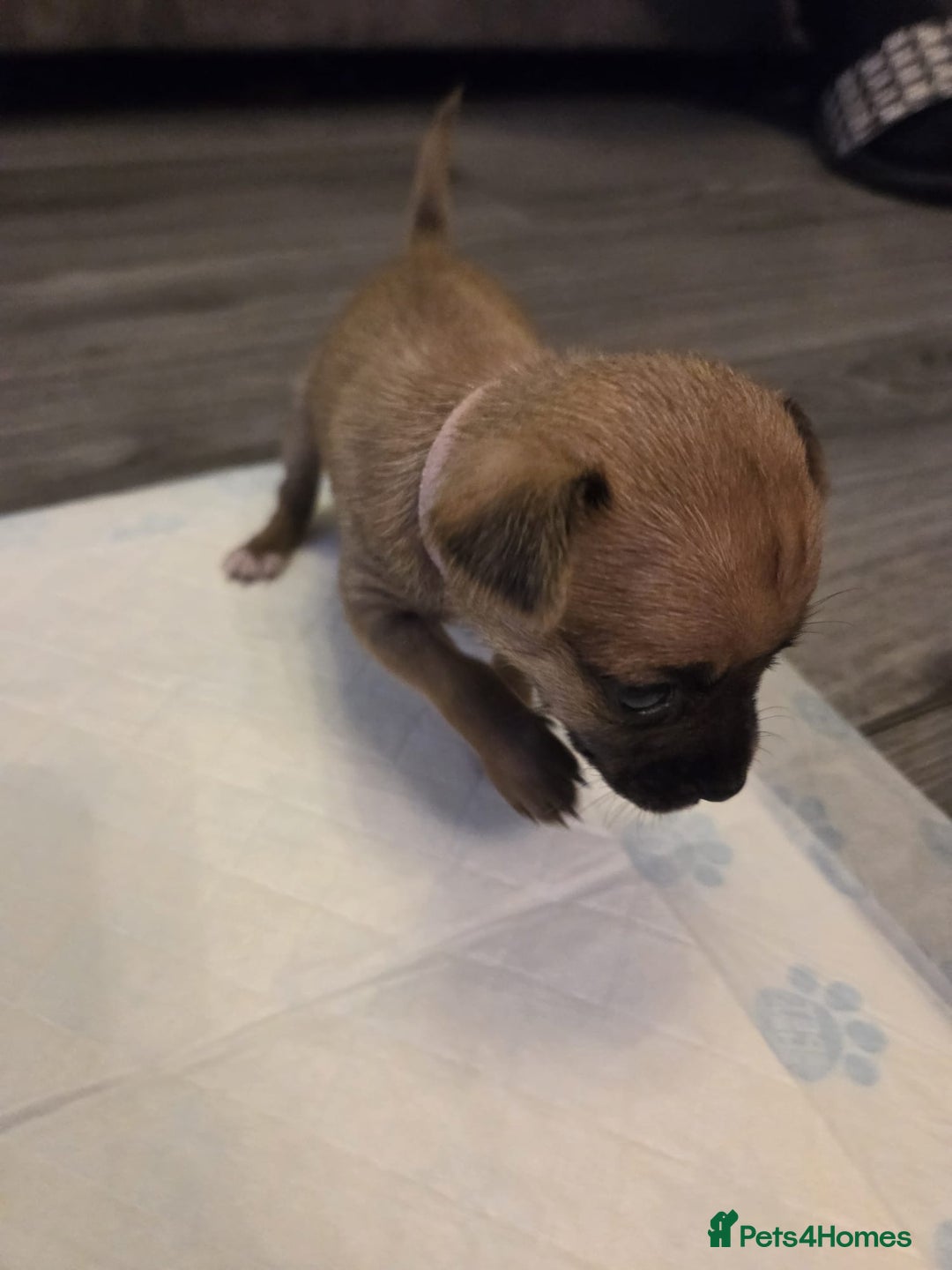 Mixed Breed dogs for sale: Jackchi - Advert 11