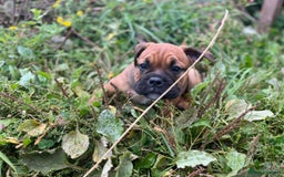 Olde English Bulldogge dogs for sale: Beautiful olde English bulldog pups - Image 4