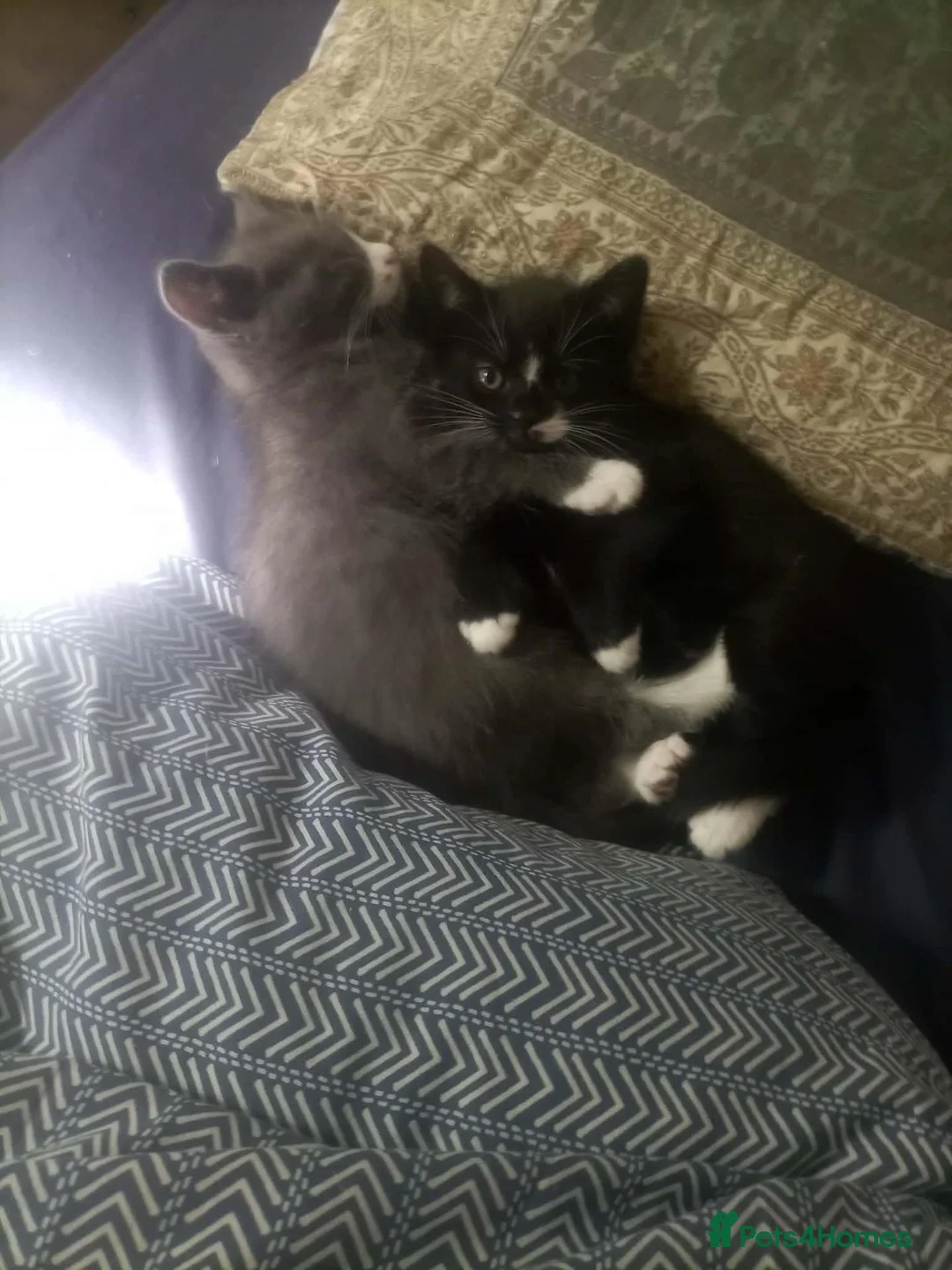Mixed Breed cats for sale: Gorgeous mixed breed kittens in London - Advert 2