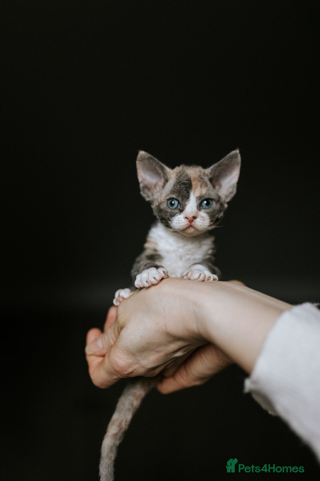 Devon Rex cats for sale: Adorable GCCF Registered DevonRex Kittens FOR SALE - Advert 3