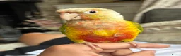 Conures birds for sale: Tame pineapple conure  - Advert 7