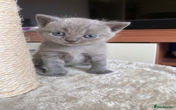 British Shorthair cats for sale: 🐾 Adorable British Shorthair Blue Kittens 🐾 - Image 23