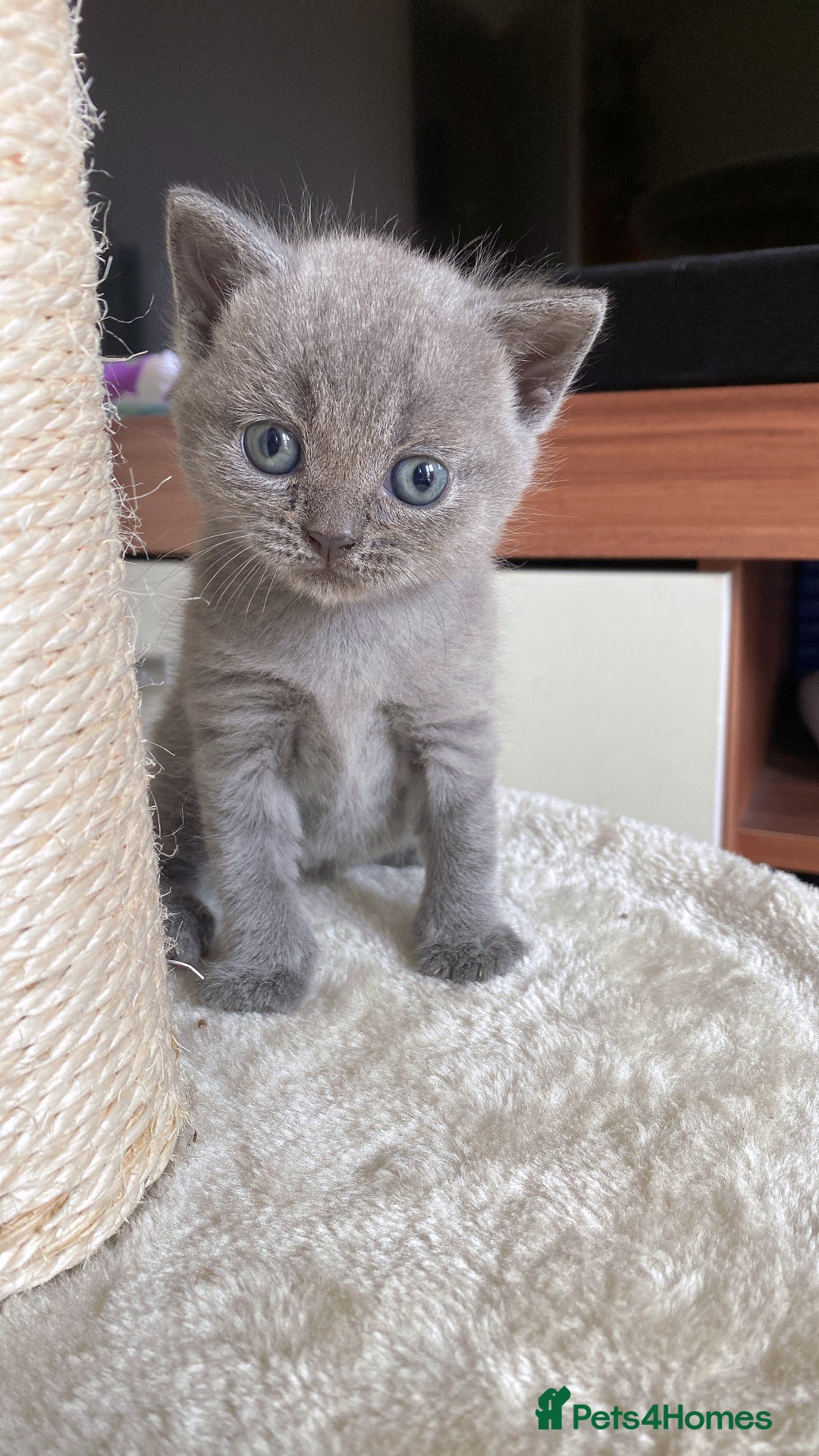 British Shorthair cats for sale: 🐾 Adorable British Shorthair Blue Kittens 🐾 - Image 23