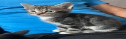 Mixed Breed cats for sale: Gorgeous kittens and mum for sale.  - Advert 3