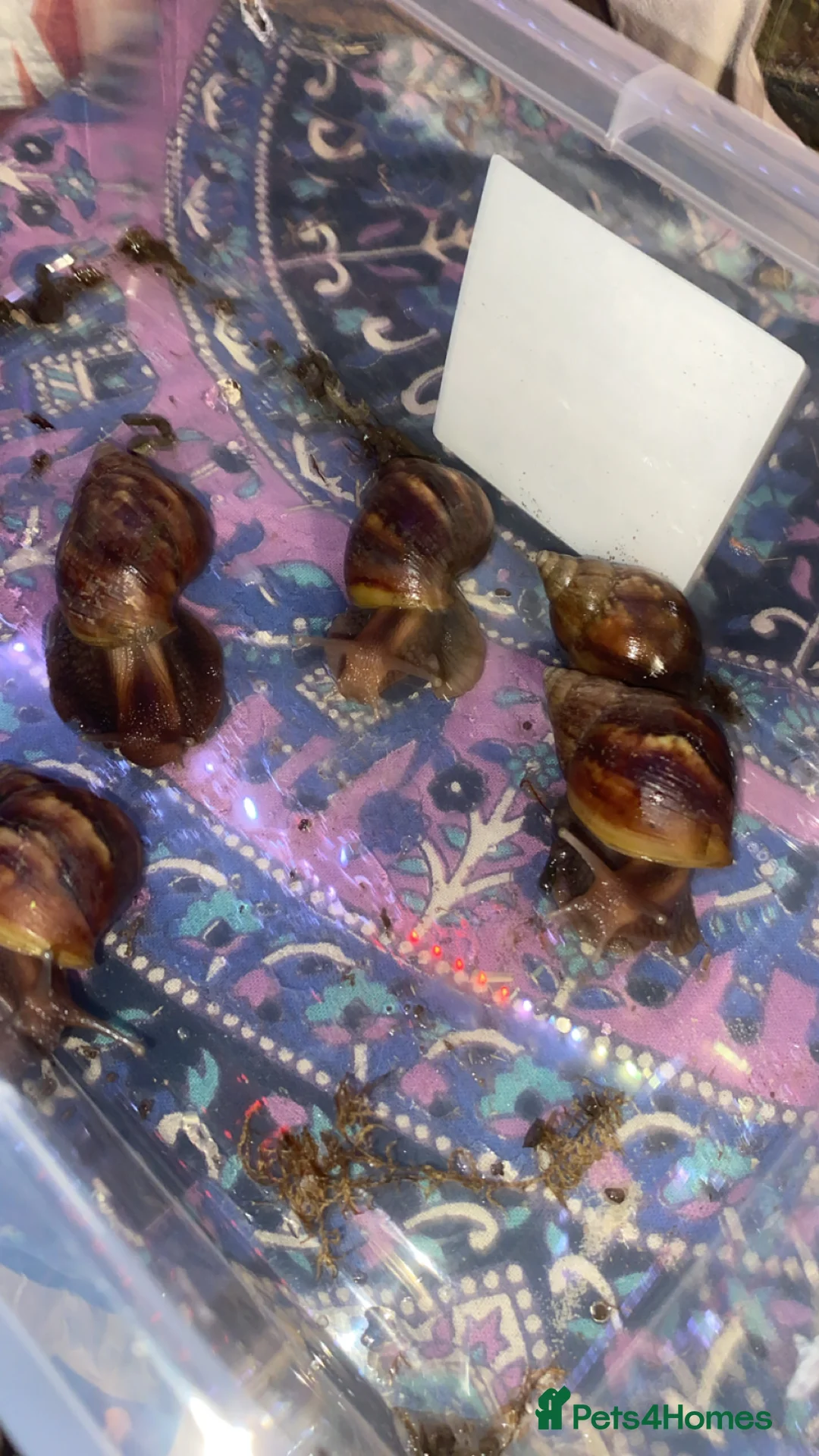 Snails invertebrates for sale: Giant African land snails  - Advert 14