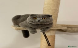 Scottish Fold cats for stud: Up for stud  - Advert 4