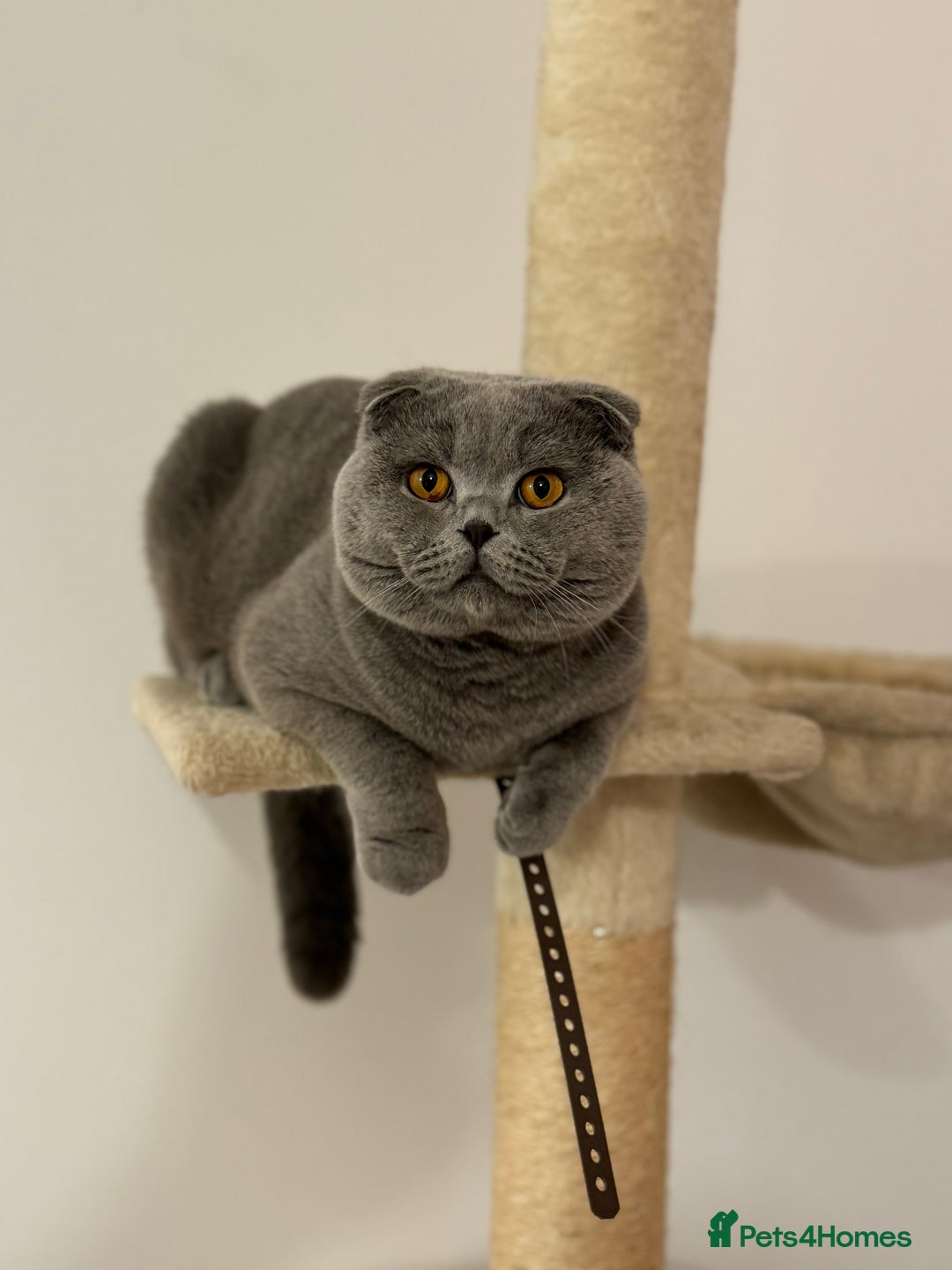 Scottish Fold cats for stud: Up for stud  - Advert 4