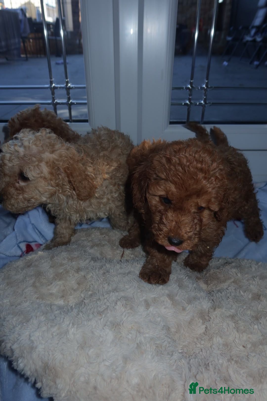 Cockapoo dogs Cockapoo puppies  - Advert 16
