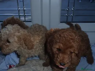 Cockapoo dogs Cockapoo puppies - Advert 16