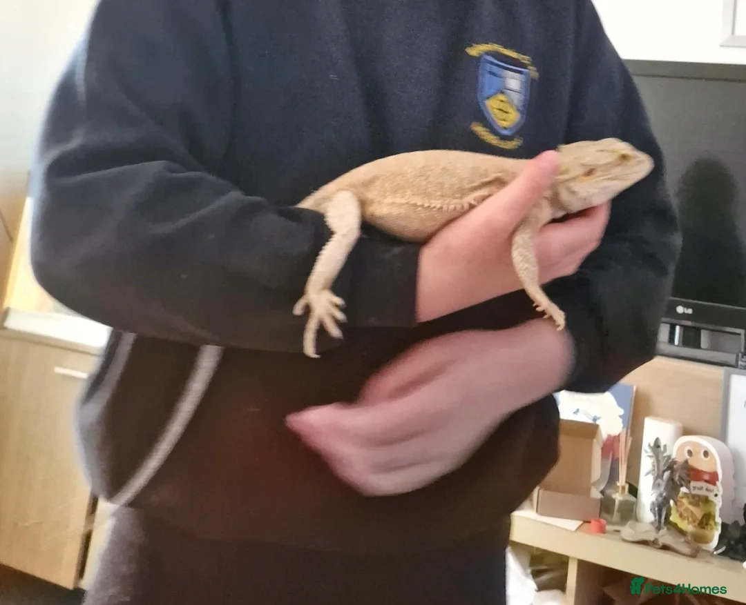 Bearded Dragon reptiles for sale: 5 year old lovely female Bearded Dragon + housing - Advert 16