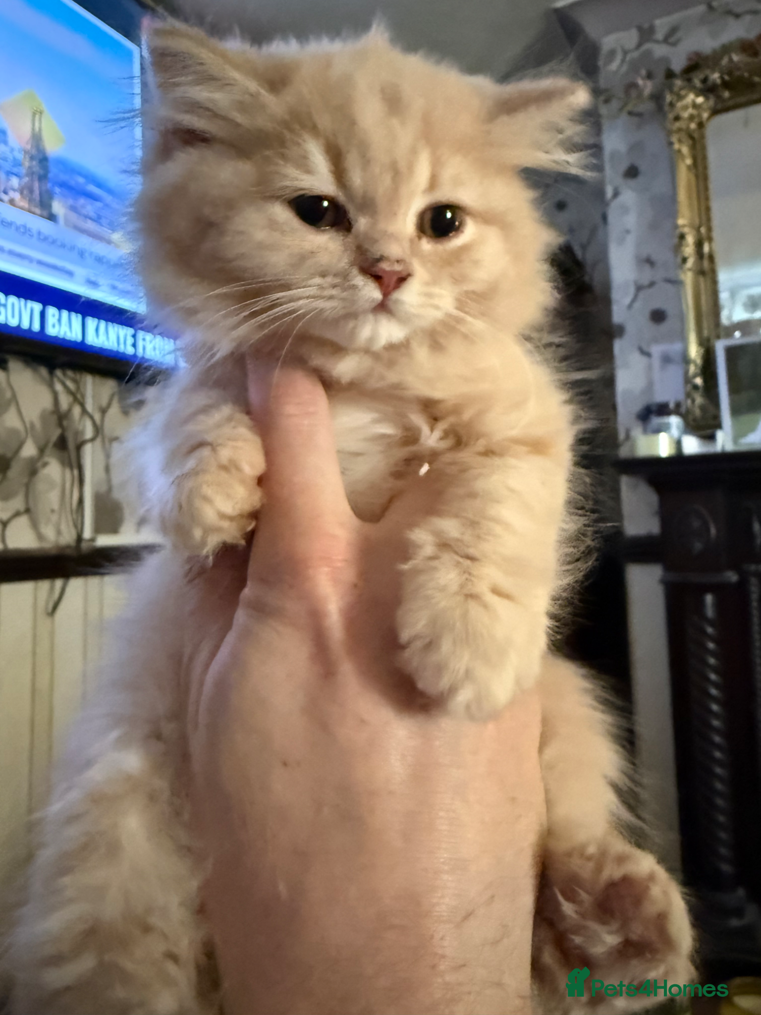 British Longhair cats Full pedigree GCCF registered British Longhair   - Advert 1