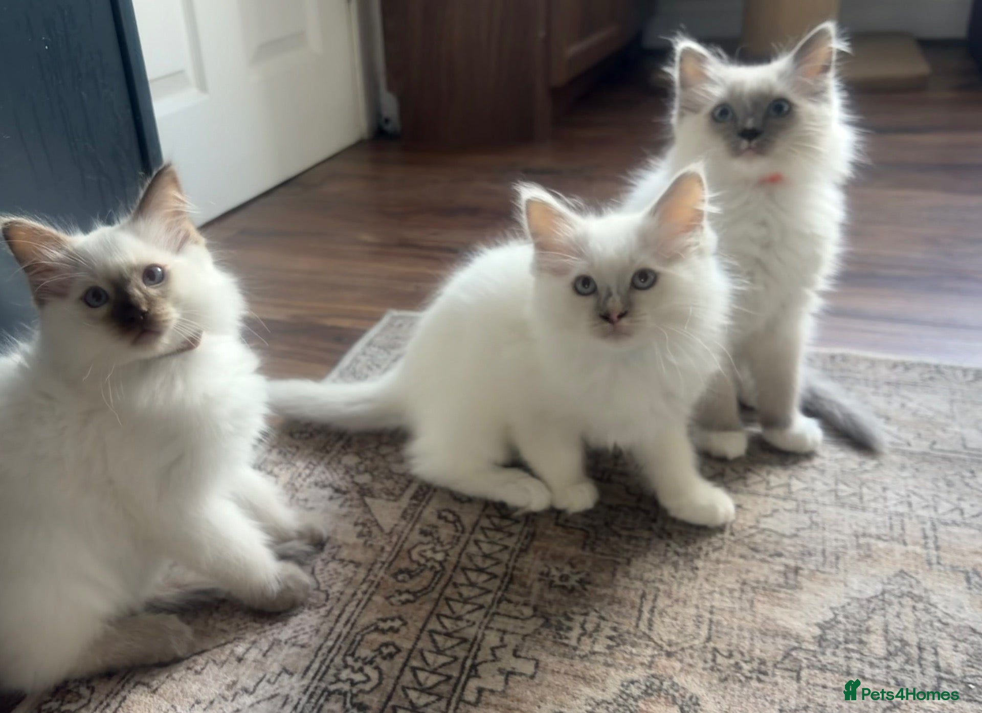 Ragdoll cats ⭐️ 🐾 PUREBRED RAGDOLL MICROCHIPPED KITTENS ❤️ - Advert 8