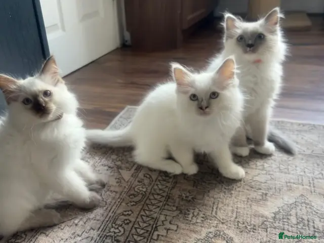 Ragdoll cats ⭐️ 🐾 PUREBRED RAGDOLL MICROCHIPPED KITTENS ❤️ - Advert 8