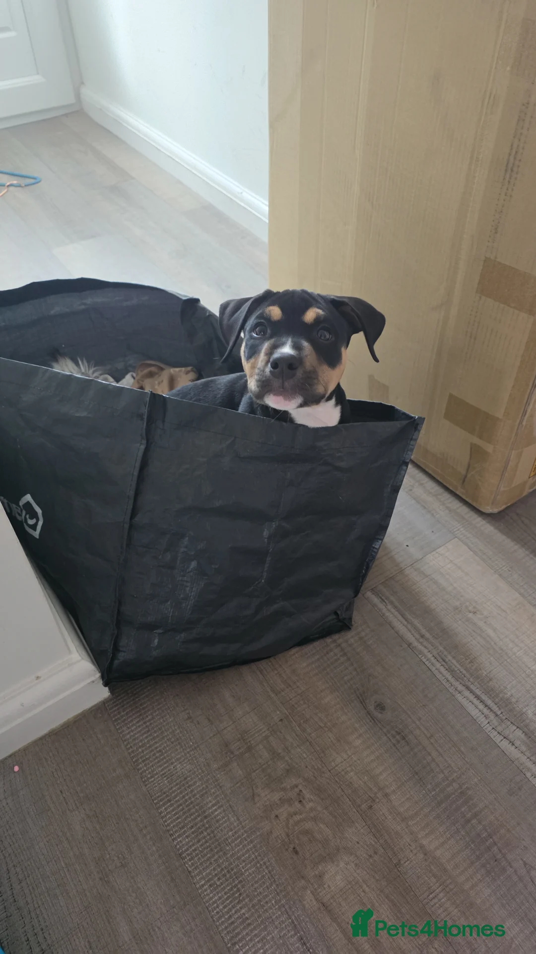 Mixed Breed dogs for sale: 14 week old pup in Clacton-on-Sea - Advert 2