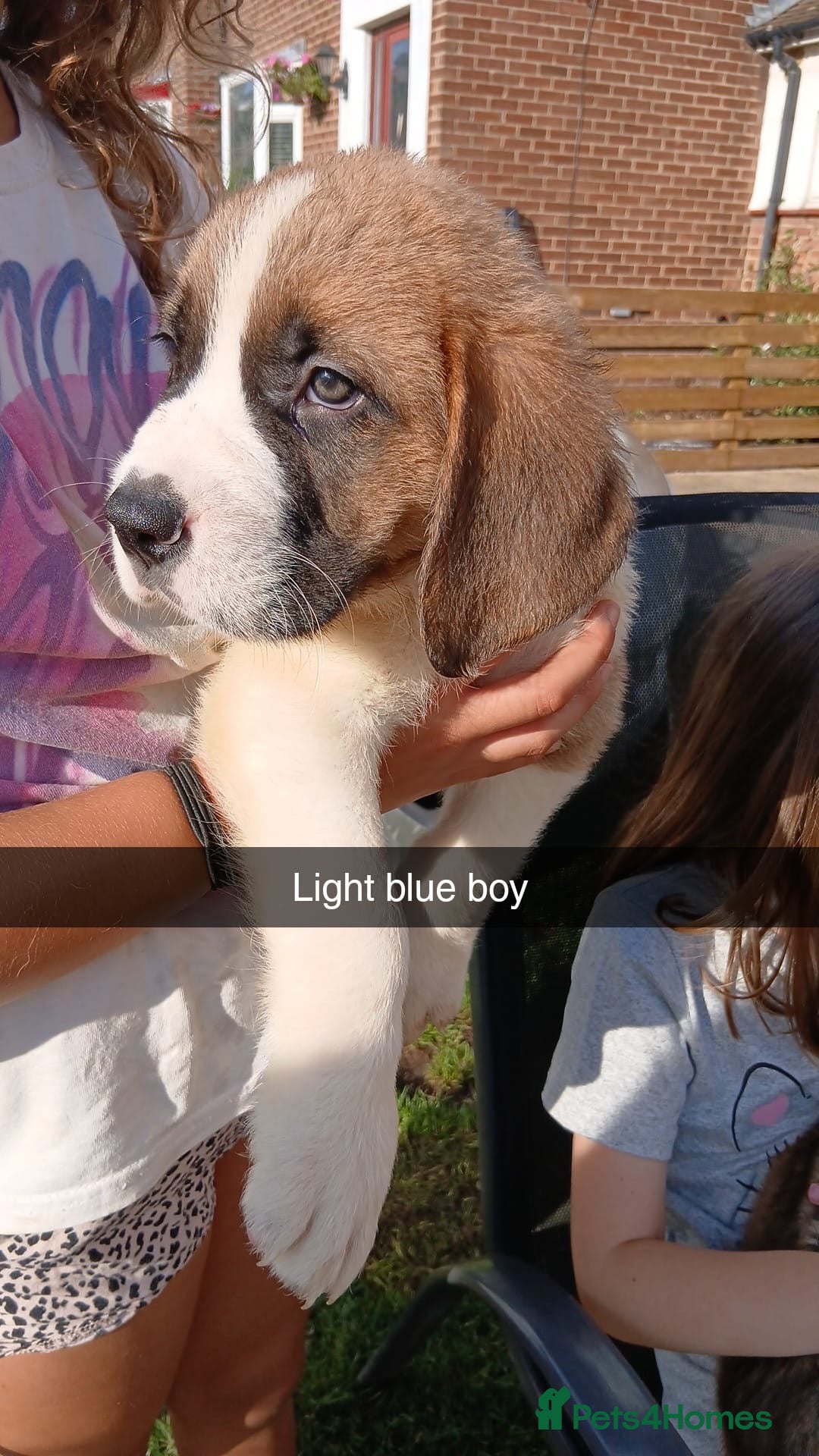 Saint Bernard dogs for sale: Saint Bernard puppies  - Image 21
