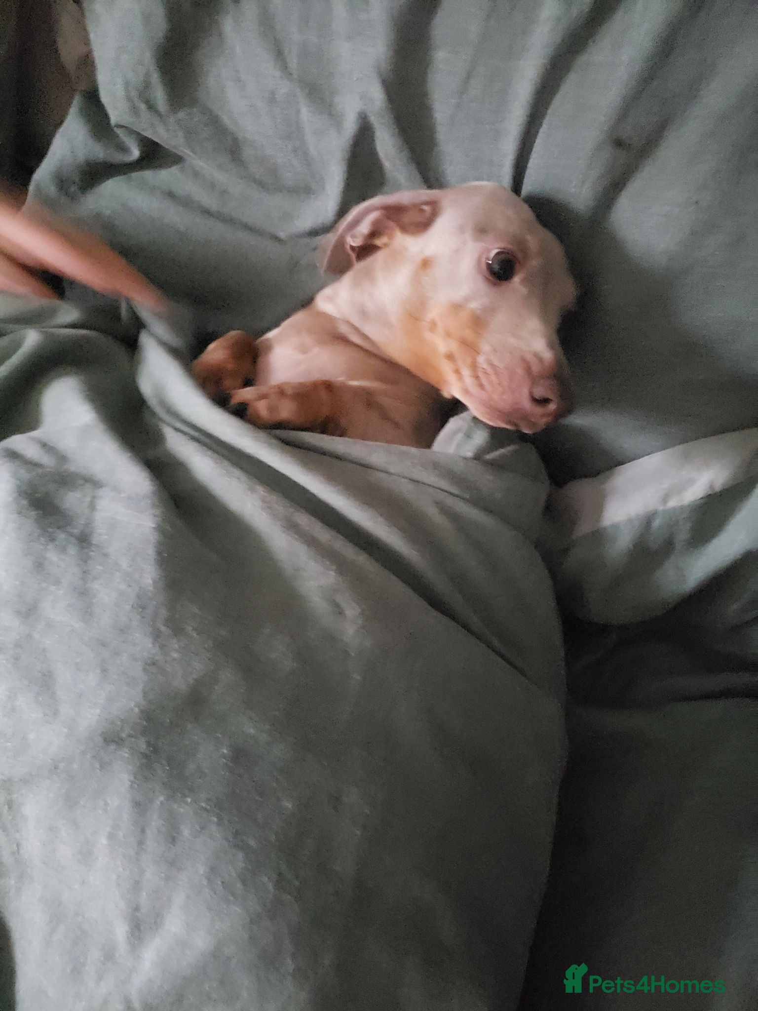 Miniature Dachshund dogs Isabella and tan daushaund  - Advert 2