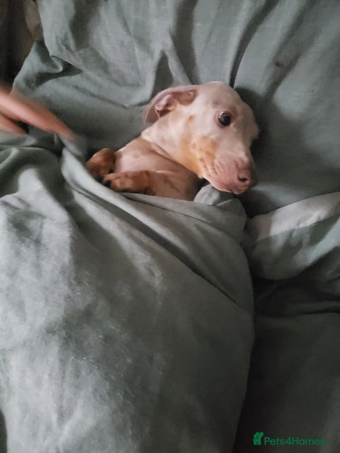Miniature Dachshund dogs for sale: Isabella and tan daushaund  in Swansea - Advert 1