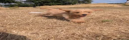 Labradoodle dogs for sale: Labradoodle puppies  - Advert 1