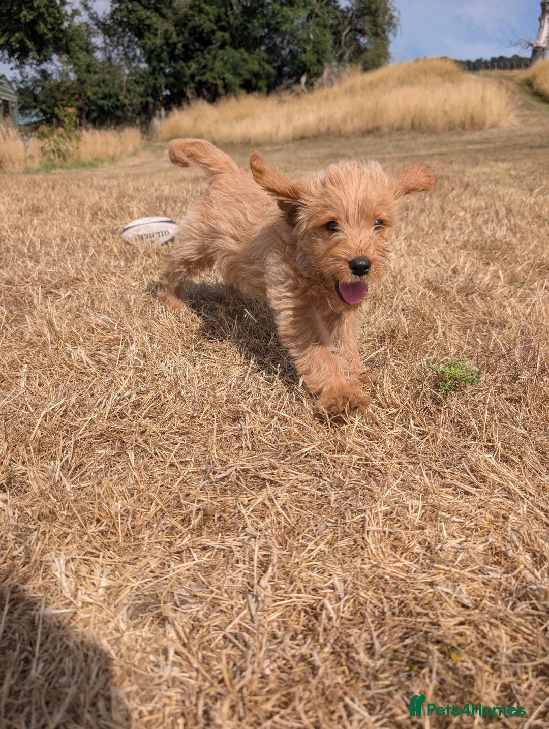 Labradoodle dogs for sale: Labradoodle puppies  - Advert 1