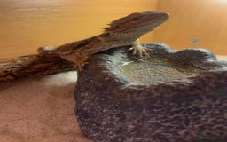 Bearded Dragon reptiles for sale: 9 month old bearded dragon for sale with vivarium - Image 2