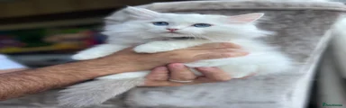 Ragdoll 4 red