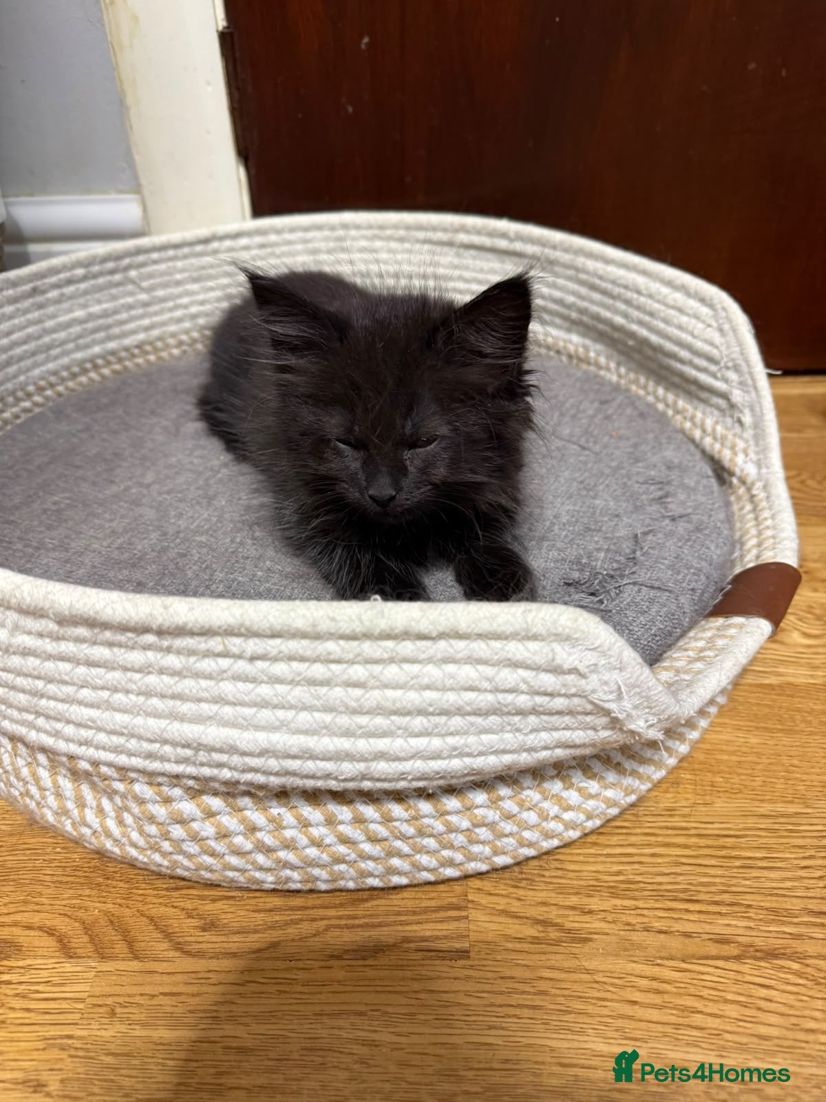 Mixed Breed cats for sale: Beautiful Persian Cross kittens for sale - Advert 2