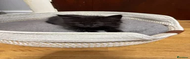 Black - yellow collar